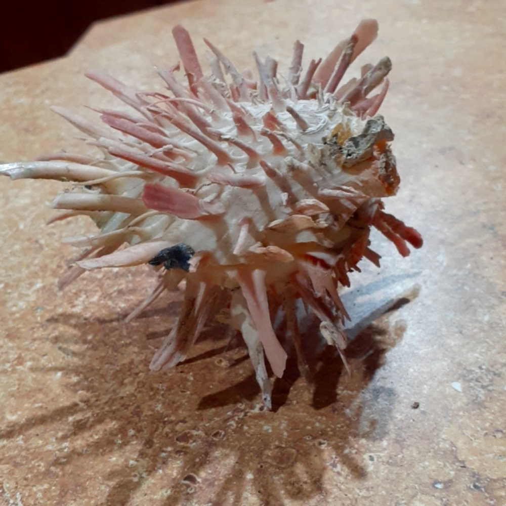 SeaShell